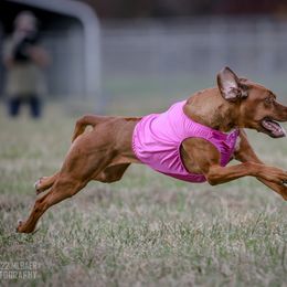 Rhodesian Ridgeback and Xoloitzcuintli All Grown Up from Venus Rhodesian Ridgebacks