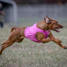 Rhodesian Ridgeback and Xoloitzcuintli All Grown Up from Venus Rhodesian Ridgebacks