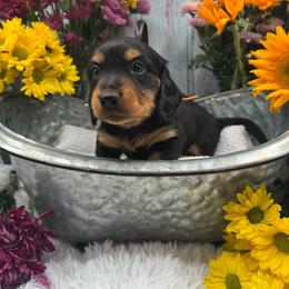 Jellybean - Black and tan male Dachshund puppy in Waynesville, North Carolina from Blue Ridge Doxies