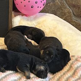 Tiana - Black and tan female German Shepherd puppy in Stanardsville, Virginia from Majestic K9 LLC