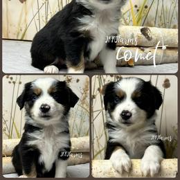 (4) Comet, BTF - Black tri female Miniature American Shepherd puppy in Huntington, Texas from JKKJ Farms
