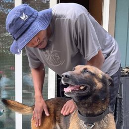 Kakashi - Belgian Malinois