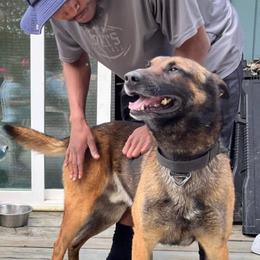 Kakashi - Belgian Malinois