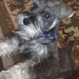 Miniature Schnauzers from Shallow Valley schaunzers