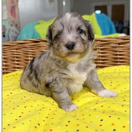 Boy 1 Aussie Doodle - Blue merle male Miniature Australian Shepherd puppy in Pensacola, Florida from TNT MINI AUSSIES