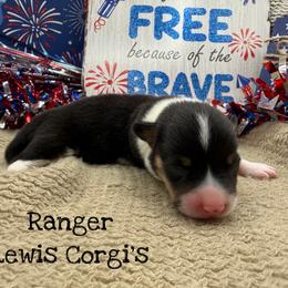 Ranger - Black and tan male Pembroke Welsh Corgi puppy in Purcell, Oklahoma from Lewis Aussie’s & Corgi’s