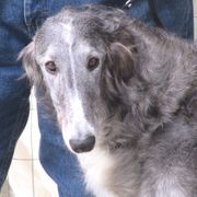 "Viktoria"  - Borzoi