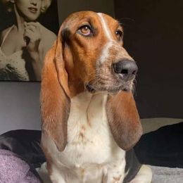 Rosie - Basset Hound