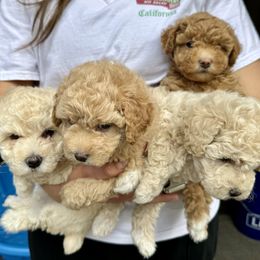 Assorted Doodle Crosses puppies from Kovalenko Poodles