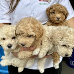 Assorted Doodle Crosses puppies from Kovalenko Poodles