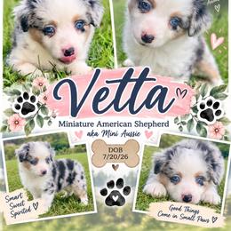 Vetta - Blue merle female Miniature American Shepherd puppy in Covington County, Alabama from Sweetbay Aussies/ Miniature American Shepherds