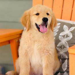 Freckles - Dark golden female Golden Retriever puppy in Saint Pauls, North Carolina from Copperfield’s Goldens