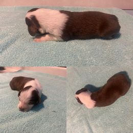 Miniature Australian Shepherd Puppies from Quarle Ranch Mini Aussies