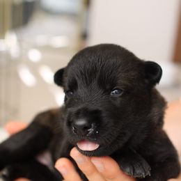 Dutch Shepherd Puppies from Gray Line Working Dogs