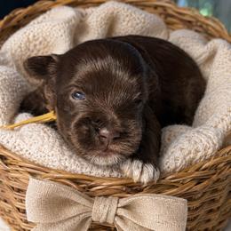 Oakley - Liver male Miniature Schnauzer puppy in Magalia, California from NorCal Schnauzers
