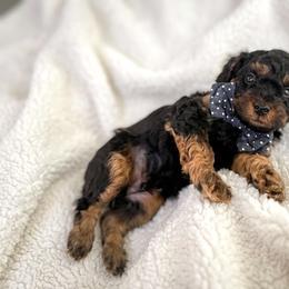 Poodle Puppies from Poodle Love