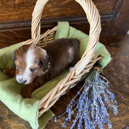 Dachshund Puppies from Brooke Brumley