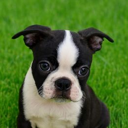 Johnny - Black brindle and white male Boston Terrier puppy in Powell Butte, Oregon from RVF Boston Terriers
