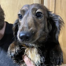 Spice - Dachshund