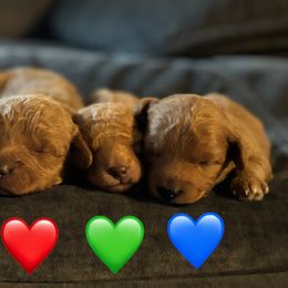 Goldendoodle puppies from Kevin Williams