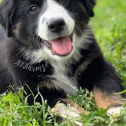 Australian Shepherd, Miniature Australian Shepherd, and Toy Australian Shepherd Puppies from JKKJ Farms