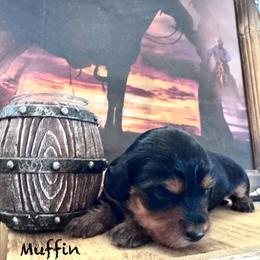 Muffin- SILKY WIRE - Black and tan female Dachshund puppy in Duncan, Arizona from Bootheel Doxies