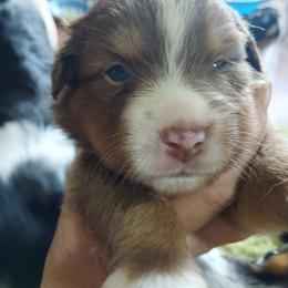 Maggie - Red tri female Miniature Australian Shepherd puppy in Gretna, Virginia from Adams Acres Cattle Dogs