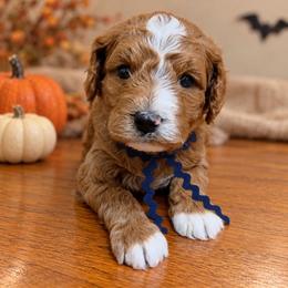 Easton (Bentley) - Red  male Goldendoodle puppy in Hendersonville, Tennessee from Ben's Best Buddy Goldendoodles