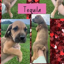 Tequila - Fawn female Great Dane puppy in Wellsville, New York from Prophecy Danes