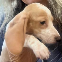 Honey - Piebald female Dachshund puppy in Brooksville, Florida from Ween Acres