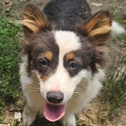 Smoke - Black and white male American Corgi puppy in Bland, Missouri from Shadey Lane Corgis