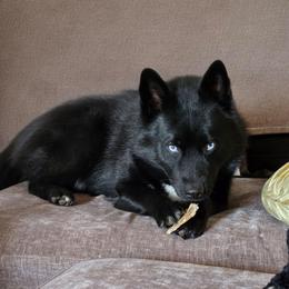 Blue - Pomsky