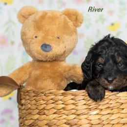 River - Phantom male Bernedoodle puppy in St Joe, Indiana from Pawsh Bernedoodles