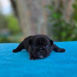 Blue boy - Brindle male French Bulldog puppy in Polk City, Florida from Best Friend Frenchies, LLC