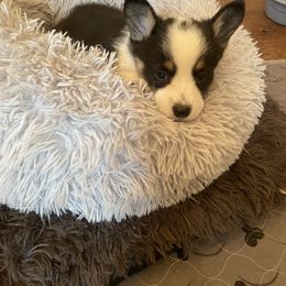 Pembroke Welsh Corgi Puppies from Anita’s little Corgi Haven