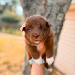 Ficelle - Chocolate male Pomsky puppy in Cleveland, Ohio from Lake Point Pomskies