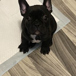 French Bulldog Puppies from TC’s French Bulldogs