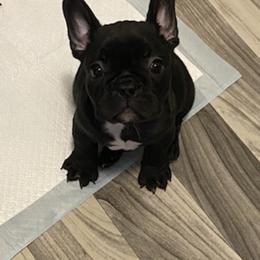 French Bulldog Puppies from TC’s French Bulldogs