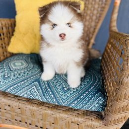 Choco Taco - Red and white male Pomsky puppy in Yavapai County, Arizona from Pawsh Pomskies