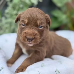 Girl 1 - Red tri-color female Australian Shepherd puppy in Hillsboro, Ohio from Sugar Grove Farms