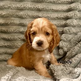 Woody - Golden male Cocker Spaniel puppy in Sumter, South Carolina from Cocker Eclipse In Home Kennel