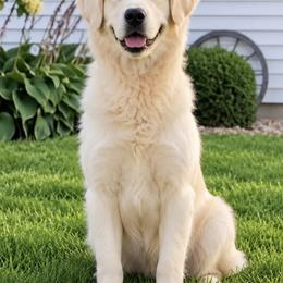 Bella - Golden Retriever