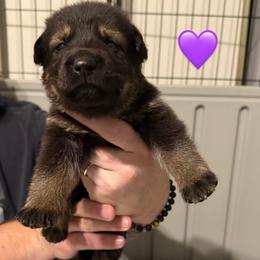 Purple Collar Girl - Sable female German Shepherd puppy in Universal City, Texas from Jaxinhaus German Shepherds