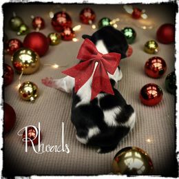 Rhodes - Parti male Yorkshire Terrier puppy in Warren, Michigan from Danielle's Yorkie & Shih Tzu Babies