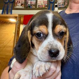 Galadriel - Black and tan female Beagle puppy in Viper, Kentucky from Mountain Top