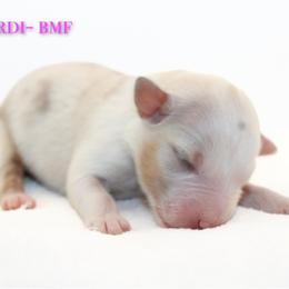 Mardi - Blue merle female Australian Shepherd puppy in Coldwater, Michigan from Northern Star Australian Shepherds