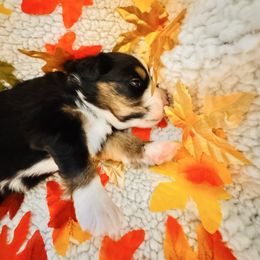 Daisylove - Black tri female Miniature Australian Shepherd puppy in California from Elsa’s lil Wiggle Butts