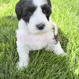 Nyx - Black and white female Bernedoodle puppy in Omaha, Nebraska from Whimsy Doodles