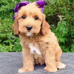 Monarch Sapphire - Apricot female Australian Labradoodle puppy in Mason, Michigan from Monarch Labradoodles