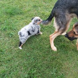 Miniature Australian Shepherd Puppies from GG'ss Aussies,LLC